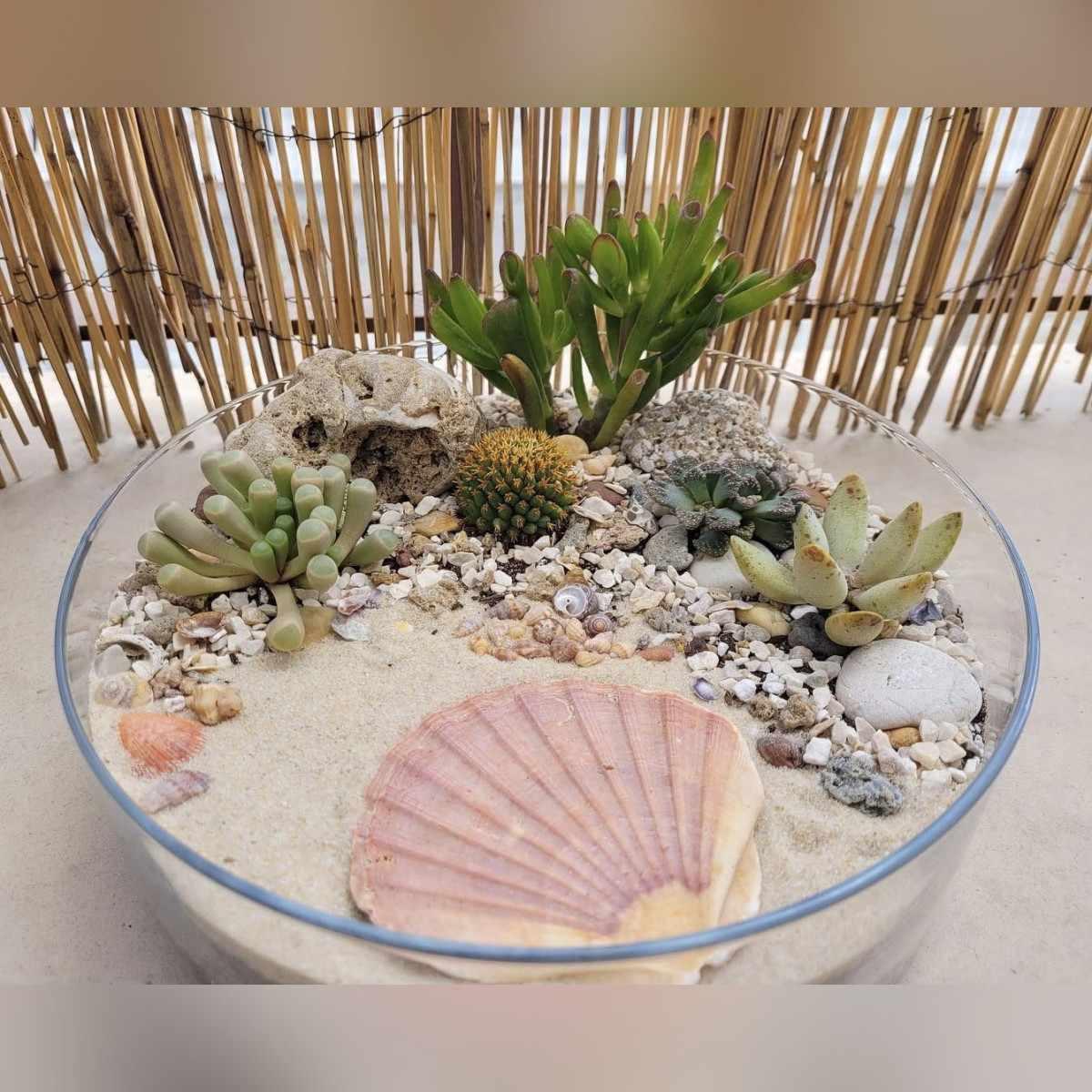 Terrario de inspiración mediterránea con suculentas, arena de sílice, conchas y piedra decorativa. Una composición natural que combina la frescura del mar con la belleza de las plantas para crear un rincón lleno de encanto.